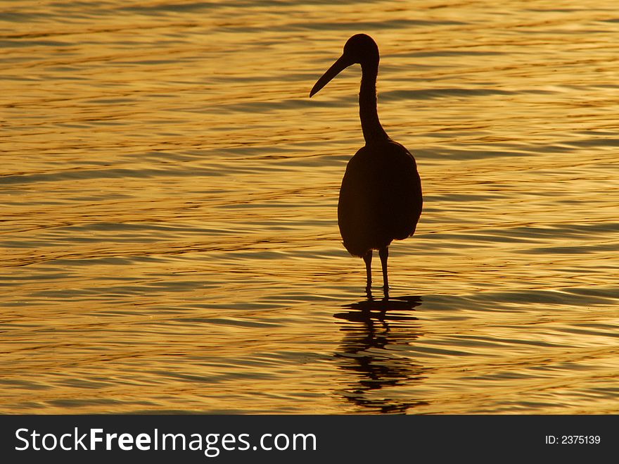 A bird silhouette in the lake