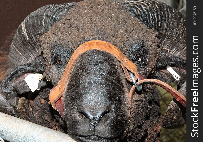 Portrait of grand champ ram at fair festival judging,contest sheep and wool