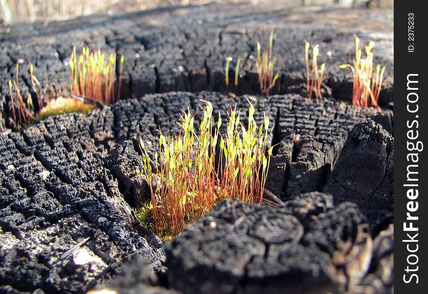 Blossoming moss on the charred tree, spring revival of a life.