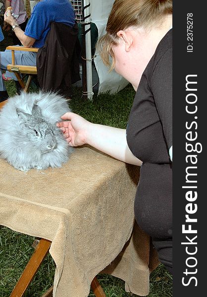 At fair display a shot of lady petting angora raabit for sale as part of festival event. At fair display a shot of lady petting angora raabit for sale as part of festival event