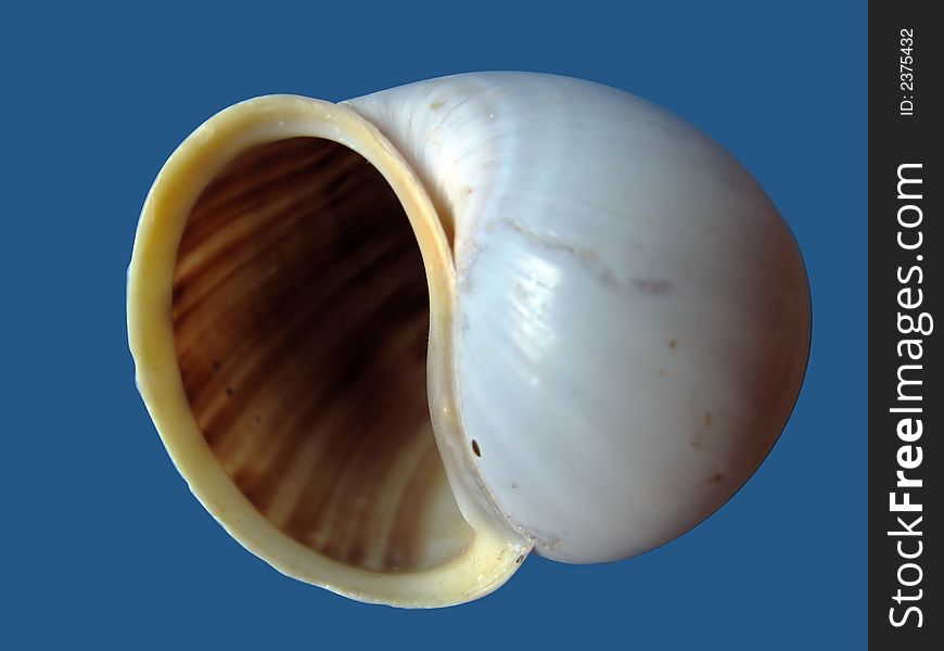 Sea cockleshell, macro, on a dark blue background.