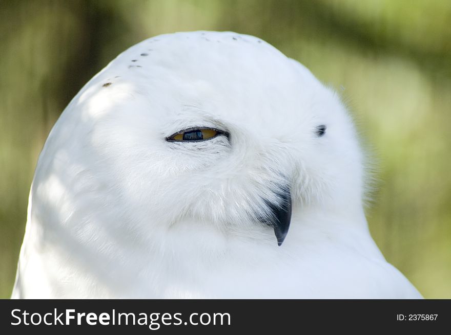 Snowy Owl Face