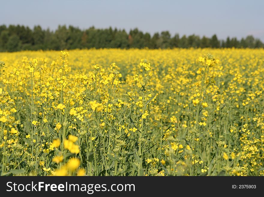 Field of colors yellow in day