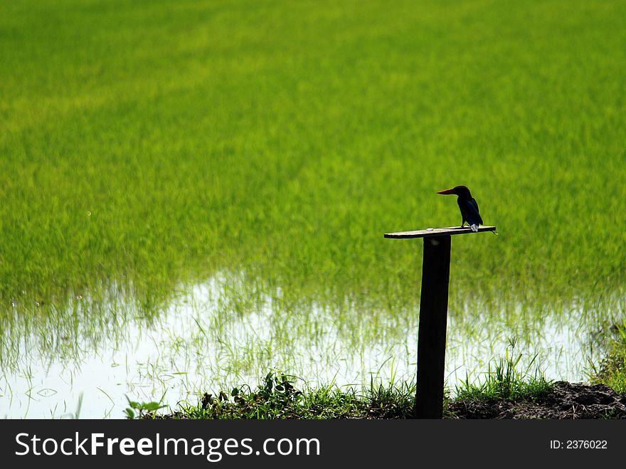 King fisher and paddy field at the countryside. King fisher and paddy field at the countryside