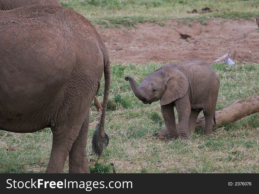 Newborn elephant calf lifting up its trunk. Newborn elephant calf lifting up its trunk