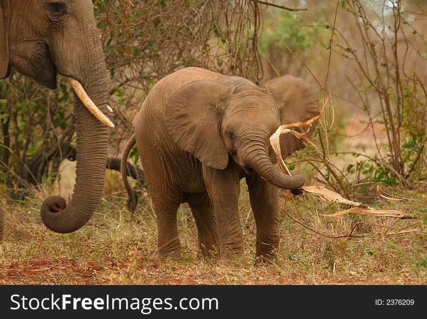 Elephant calf playing with food in dry savanna. Elephant calf playing with food in dry savanna