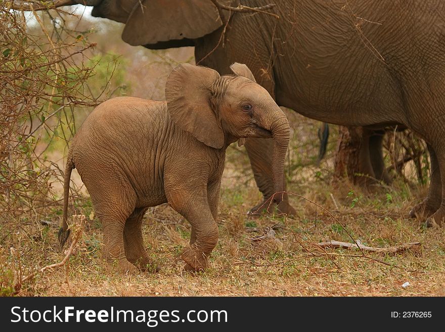 African elephant calf at play