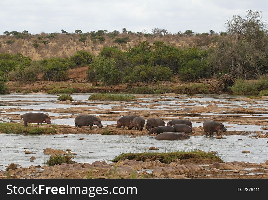 Hippo herd in shallow water of rocky river. Hippo herd in shallow water of rocky river