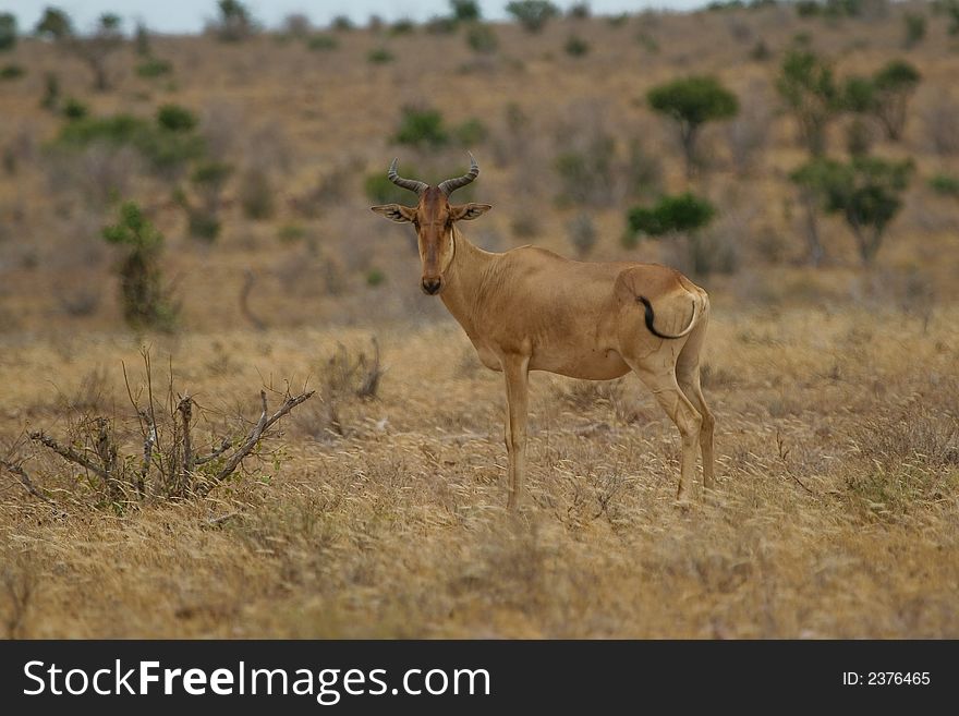 Portrait of Hartebeest in Natural Habitat, Tsavo National Park, Kenya