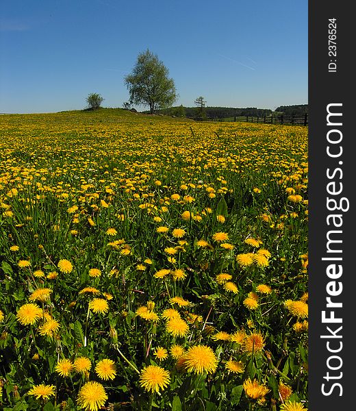 Landscape from green grass and blooming dandelion. Landscape from green grass and blooming dandelion.