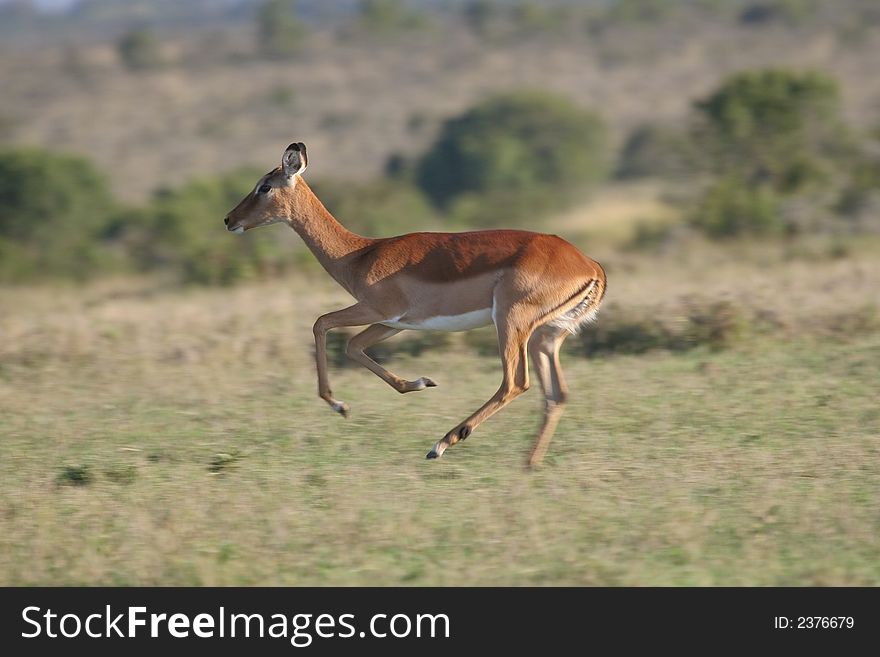 Impala antelope, Aepyceros melampus, running fast. Impala antelope, Aepyceros melampus, running fast