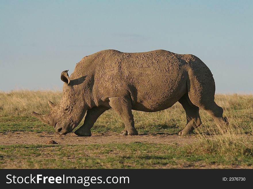 White rhino, Ceratotherium simum walking through grassland at sunset