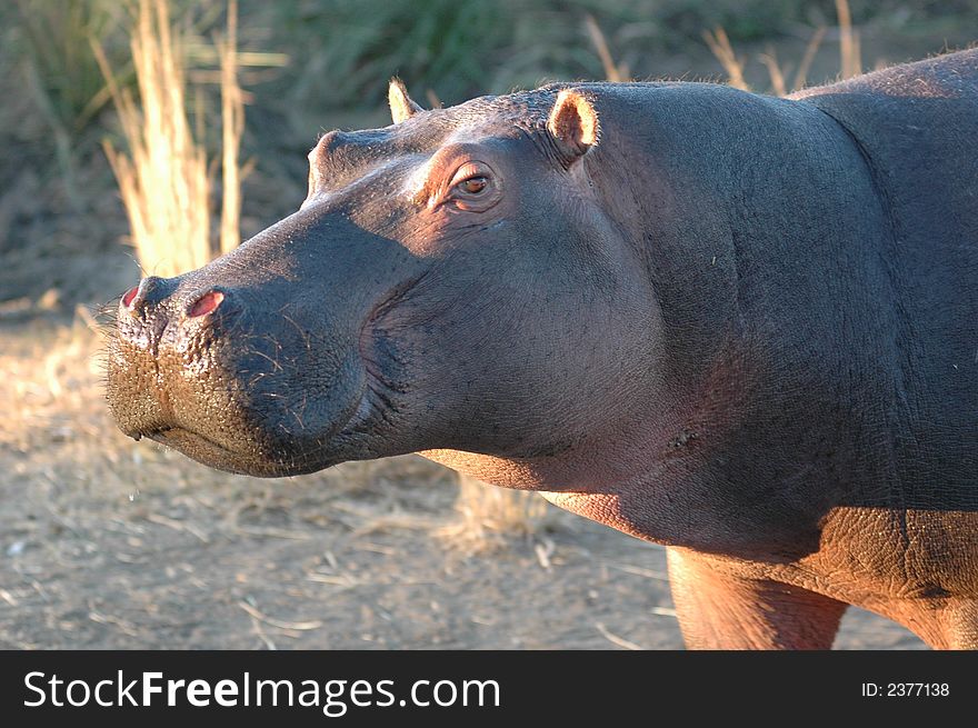 Hippo closeup taken nr mara river,kenya