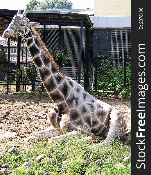 The giraffe lays on a grass. Zoo.