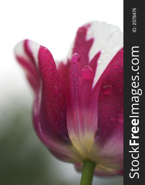 Detail image of a colorful tulip with water drops. Detail image of a colorful tulip with water drops