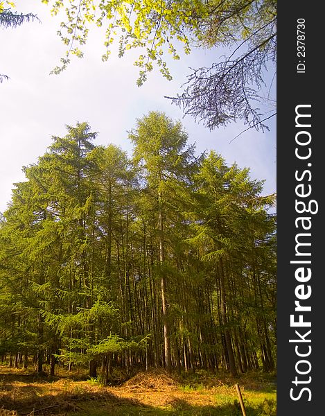 English Wood In The Spring