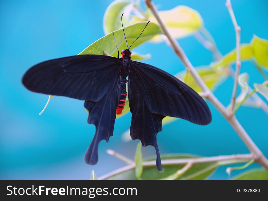 Black butterfly in the greenhouse