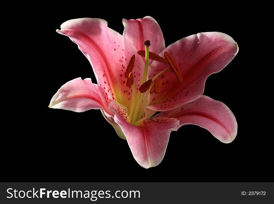A lily on black background