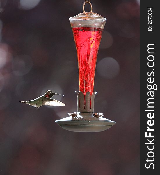 Hummingbird bird at feeder, sprintime in Las Vegas. Hummingbird bird at feeder, sprintime in Las Vegas