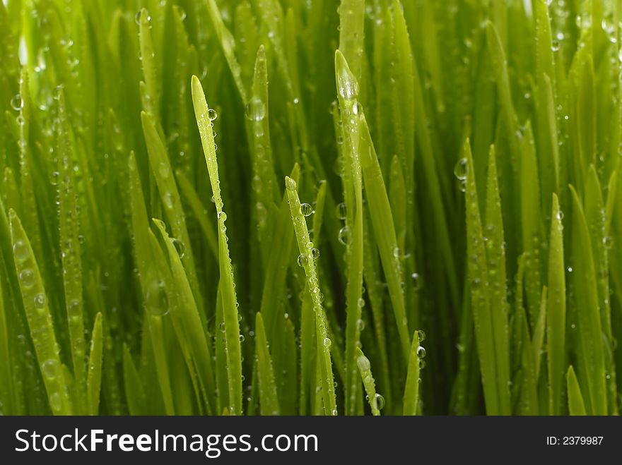 Fresh green grass with water drops close up. Fresh green grass with water drops close up