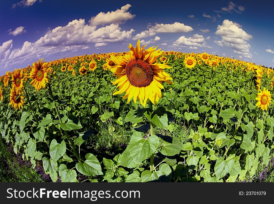 Hot sunny day over sunflower meadow