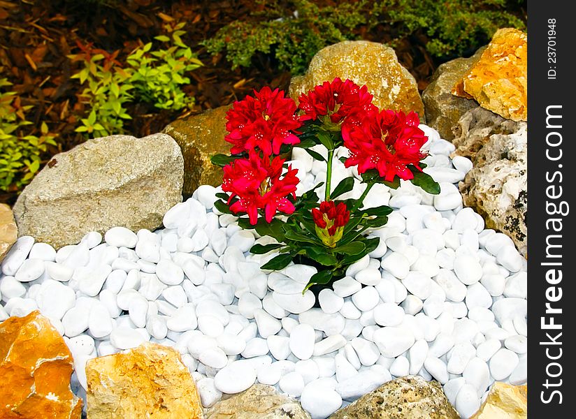 Closeup of red flowers in a rockery with white pebbles.