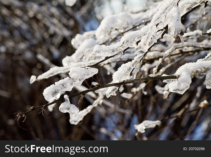 Tree covered with ice