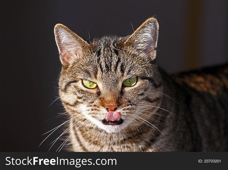 Mixed-breed cat, Felis catus, looks at the cam