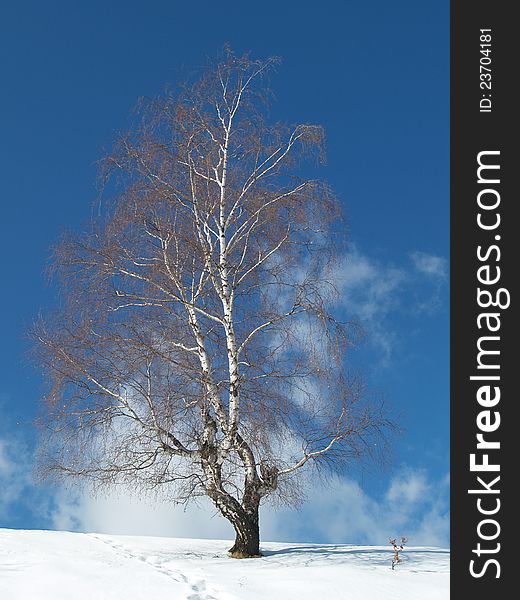 Lonely tree on blue sunny sky. Lonely tree on blue sunny sky