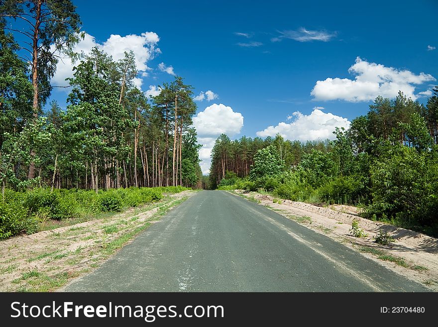 Road Through The Pine Forest