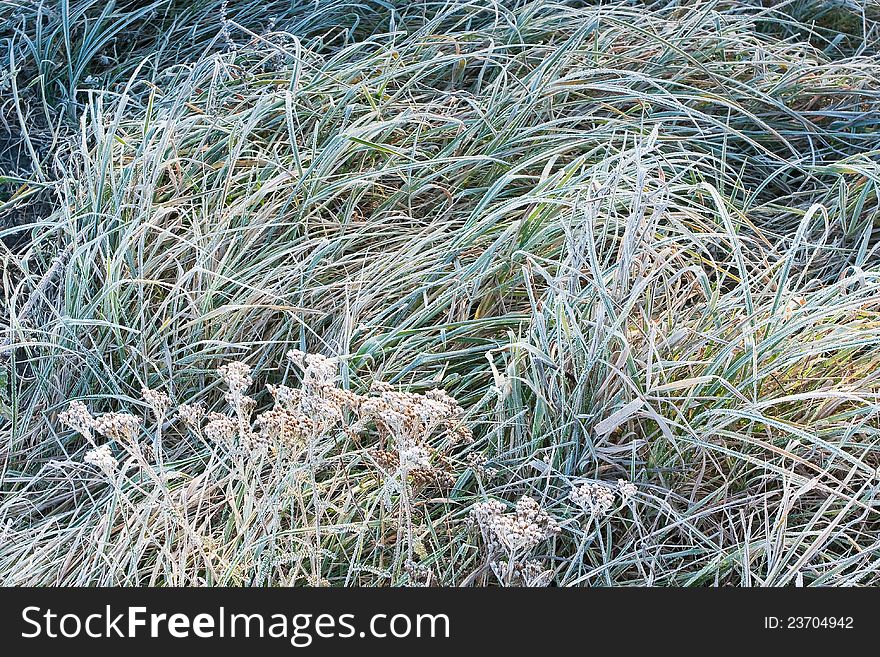 Green grass in the frost. Green grass in the frost