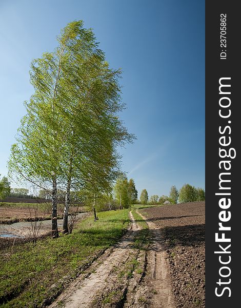 Spring lansacape with the birch and clear blue sky