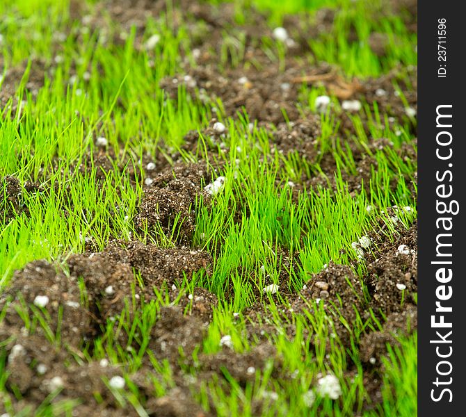 Closeup of young fresh green grass in the soil