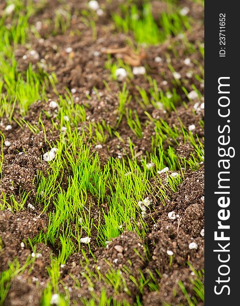 Closeup of young fresh green grass in the soil