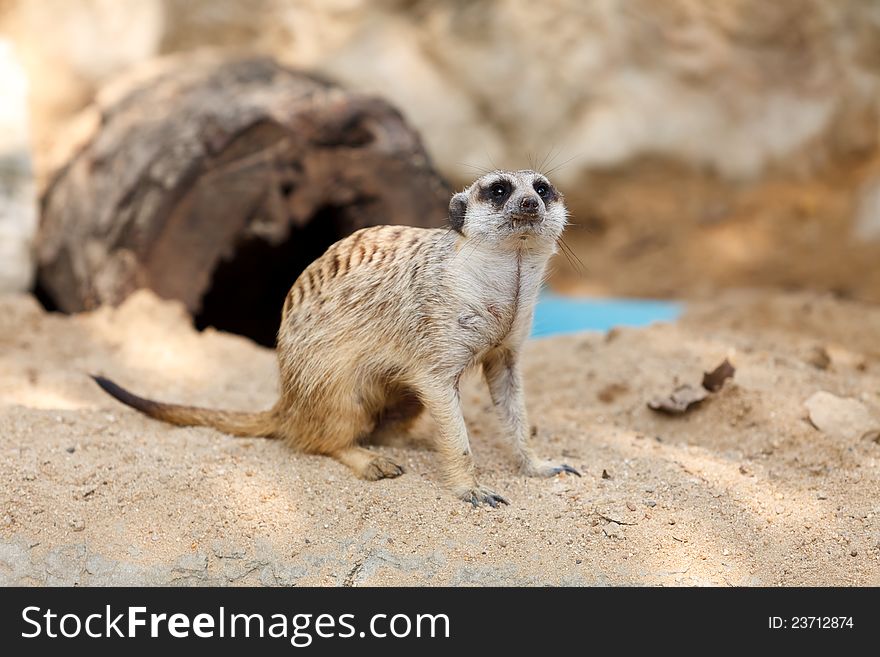 Suricate Or Meerkat Sitting On The Sand