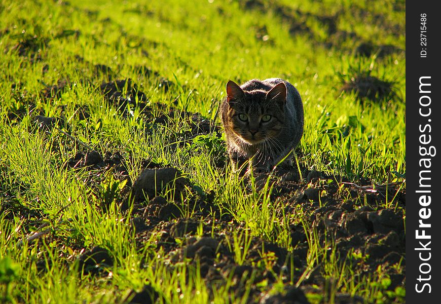 Domestic cat in hunting position