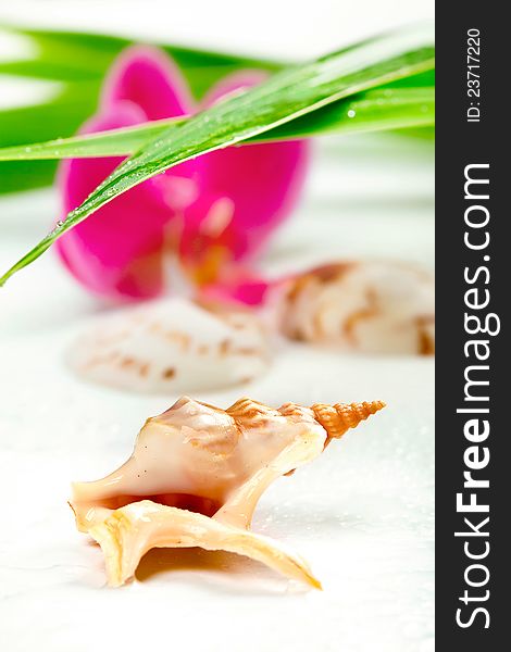 Spa concept: seashell, purple orchid and bamboo, on white, closeup shot, shallow dof, focus on the shell