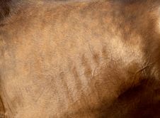 Bay Horse Skin Stock Photography