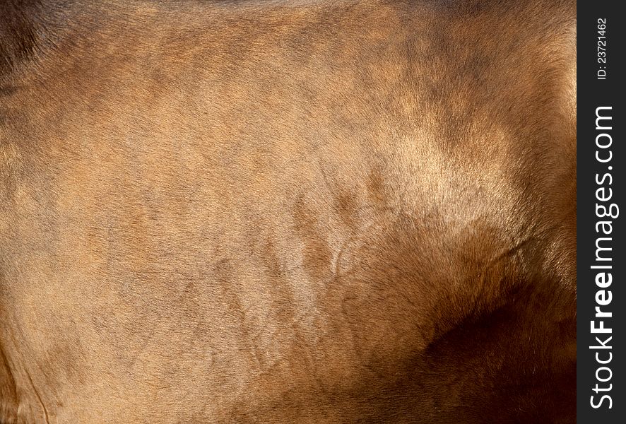 Bay horse skin