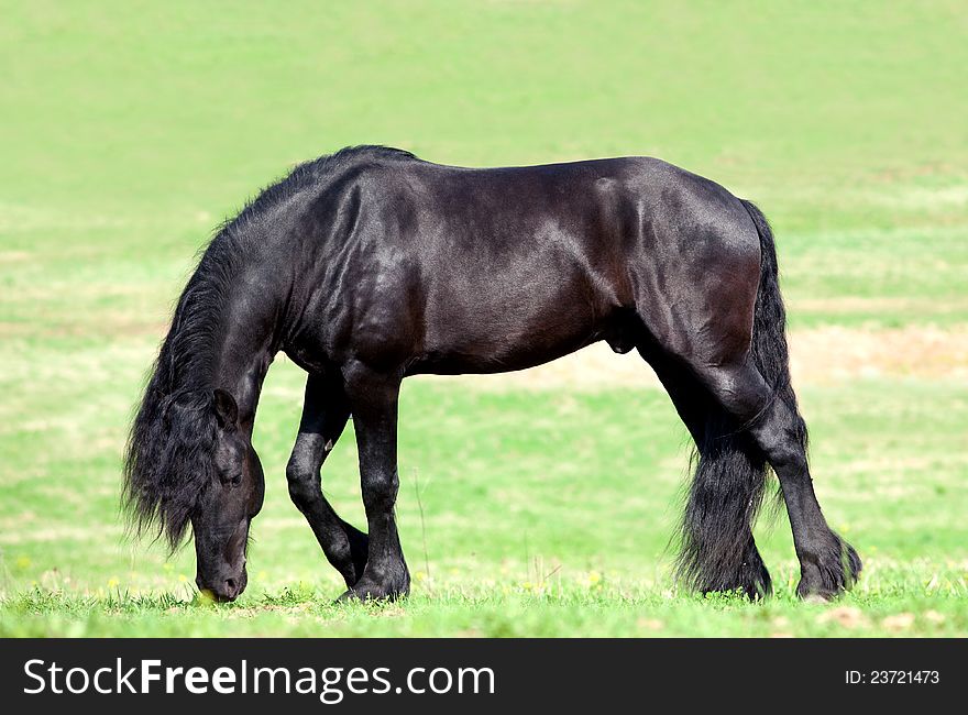 Black Friesian stallion walking in field. Black Friesian stallion walking in field