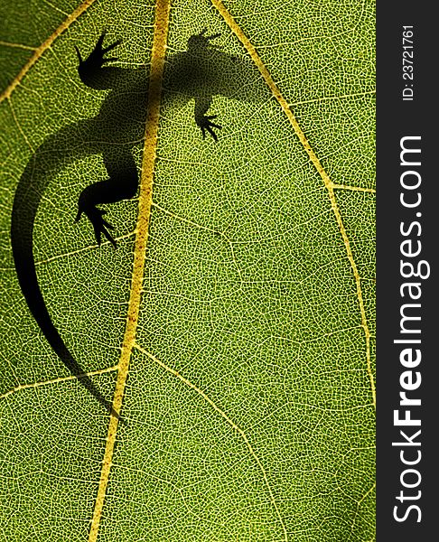 Silhouette of a lizard on top of a leaf back lit by sunlight. Silhouette of a lizard on top of a leaf back lit by sunlight