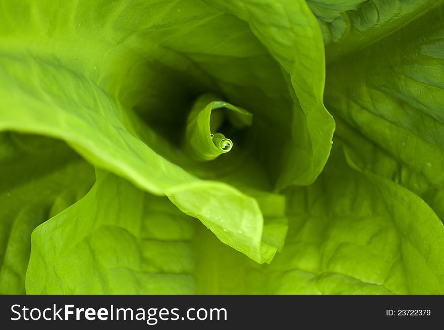 Green Leaves Close-up