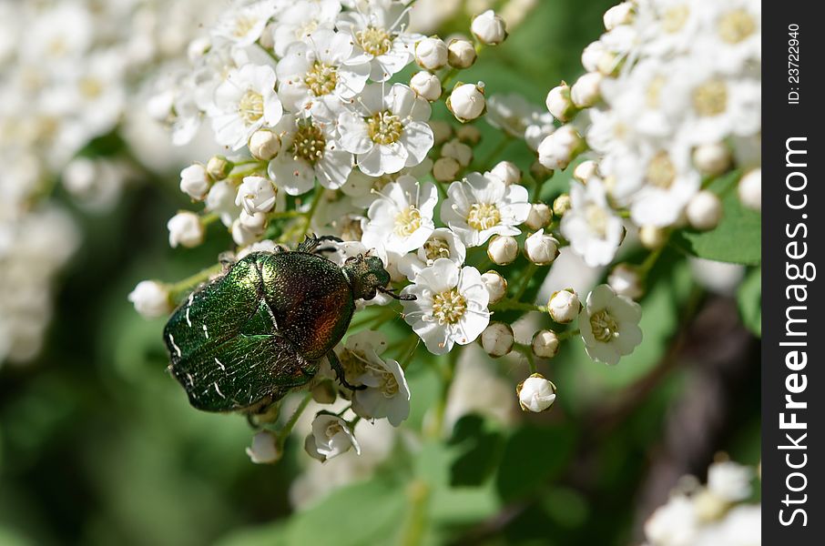 Green beetle on the white flowers. Green beetle on the white flowers.
