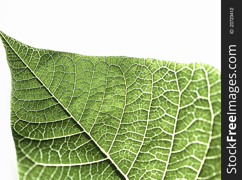 Green leaf texture with white background