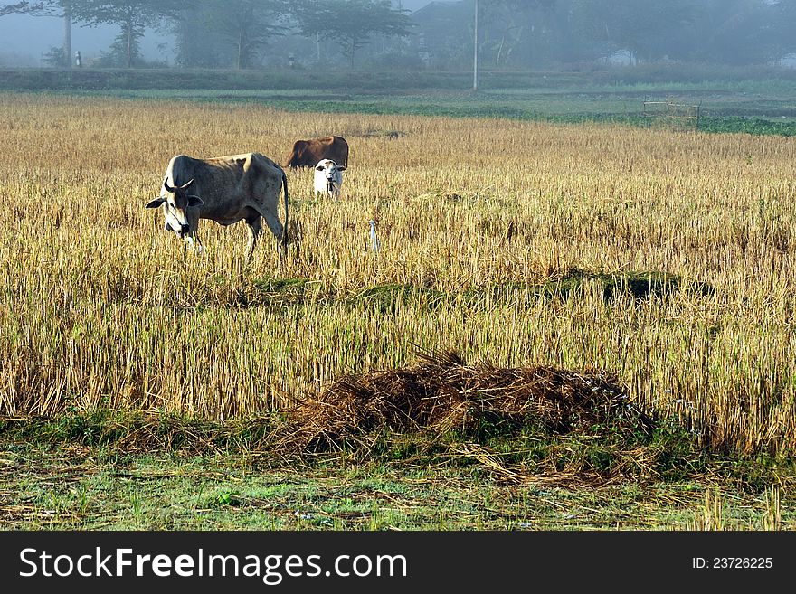 Cattle In The Fields Of Rice In The Morning.