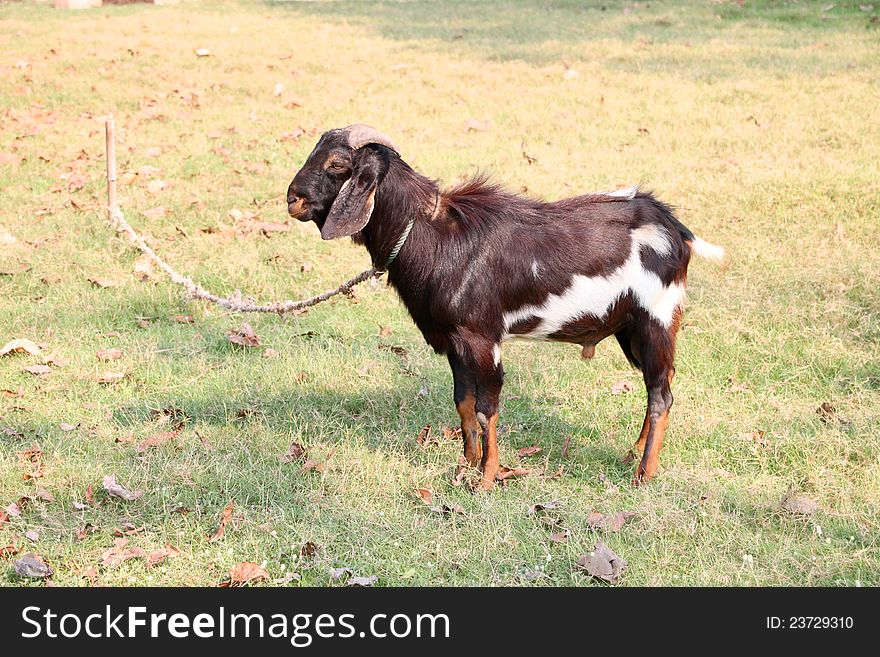 Goat In Rural Open Farmland