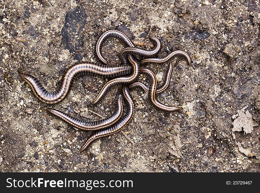 A pile of ugly worms