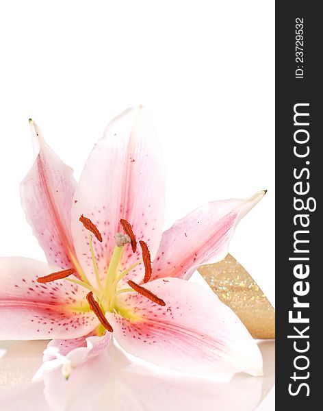 White And Pink Lily With Gold Ribbon. White And Pink Lily With Gold Ribbon