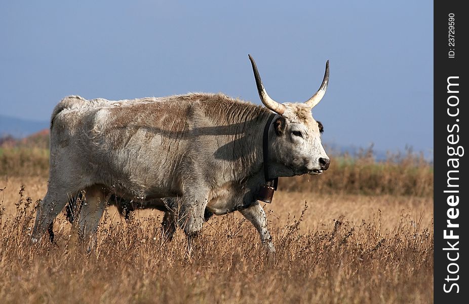 Hungarian grey cattle walking in the field