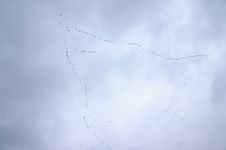 Flock Of Wilde Geese Stock Photography